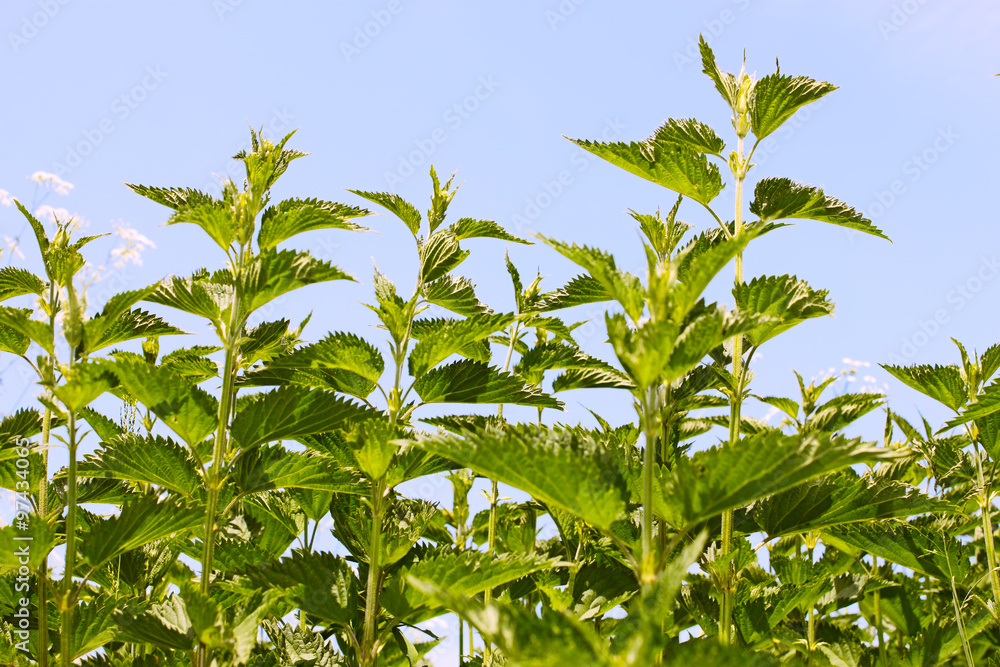 Stinging nettle young plants Stinging nettle young plants