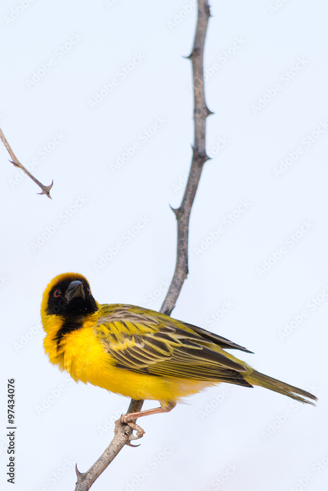 Naklejka premium Weaver Bird building his nest in Namibia