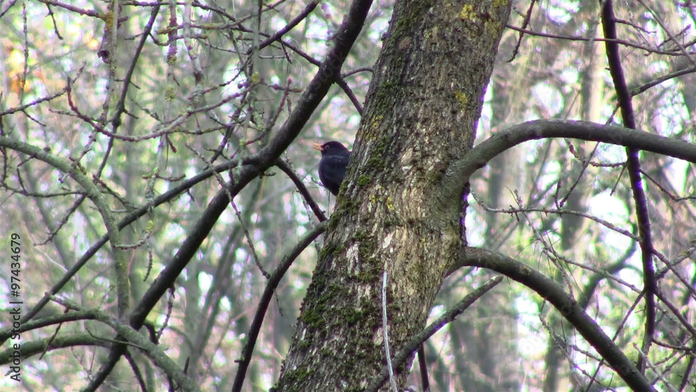 Common blackbird in a tree/ Common blackbird hiding per tree in the forest Common blackbird in a tree/ Common blackbird hiding per tree in the forest