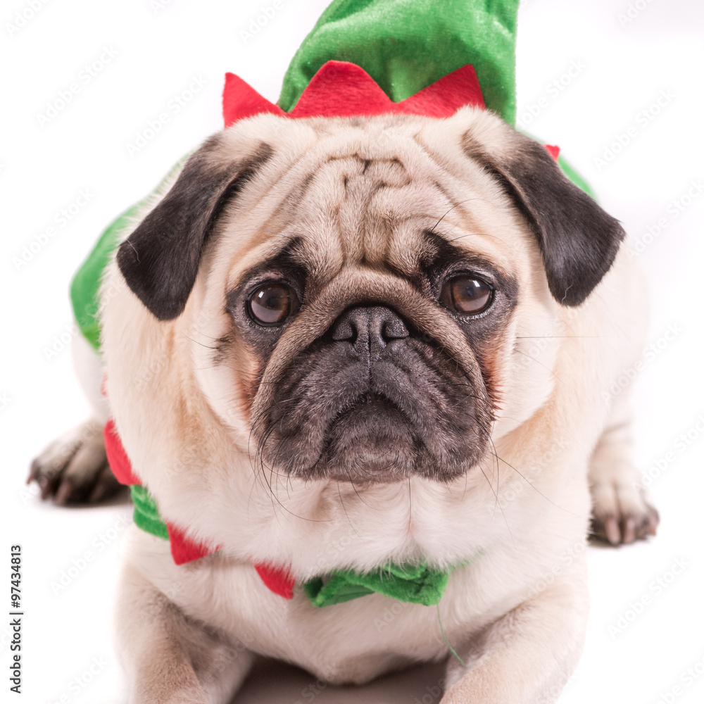 Pug Puppy Christmas