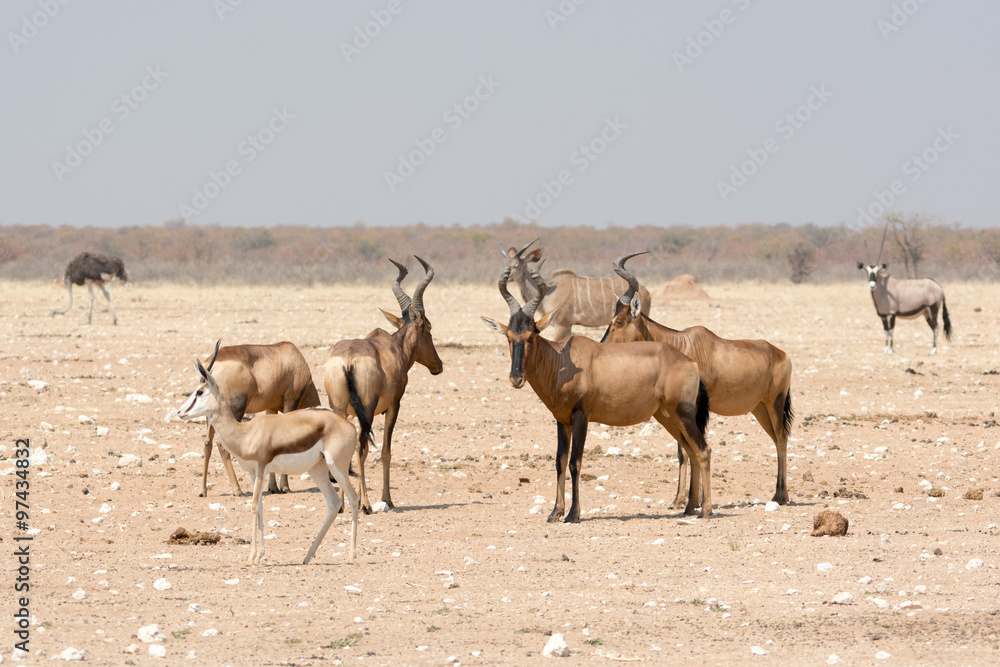 Red hardebeest and other animals in namibia Red hardebeest and other animals in namibia