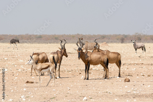 Red hardebeest and other animals in namibia