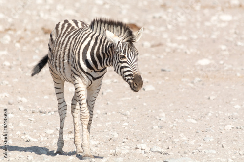 Namibian Zebra