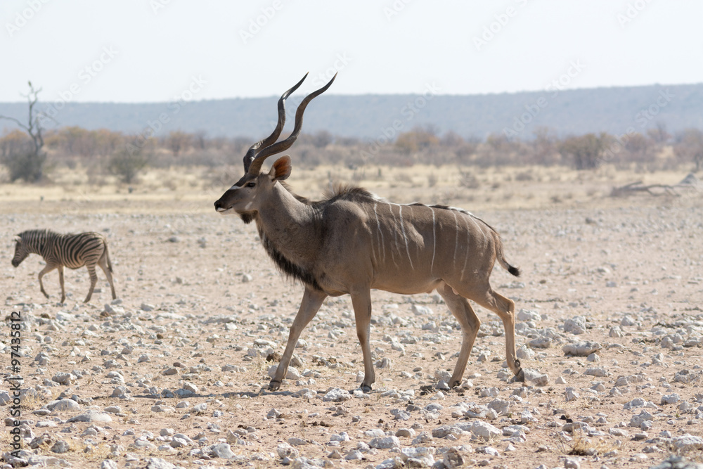 Kudu in namibia Kudu in namibia