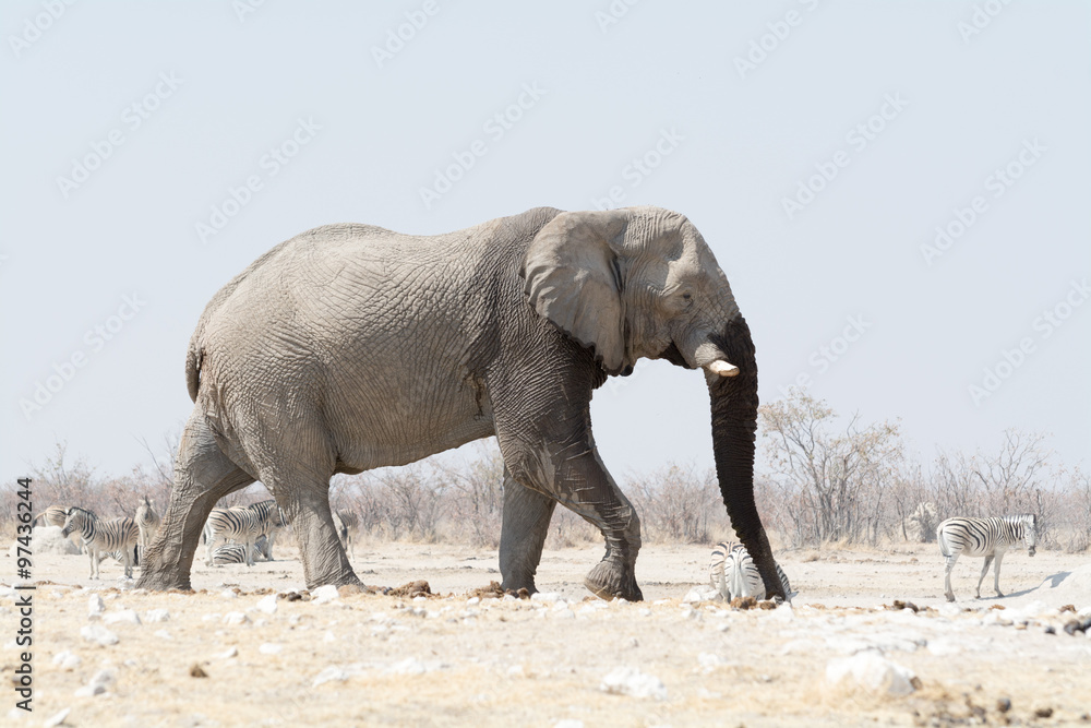 Fototapeta premium Elephant in Namibia