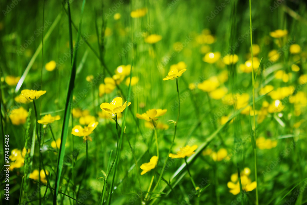Obraz premium yellow wildflowers background