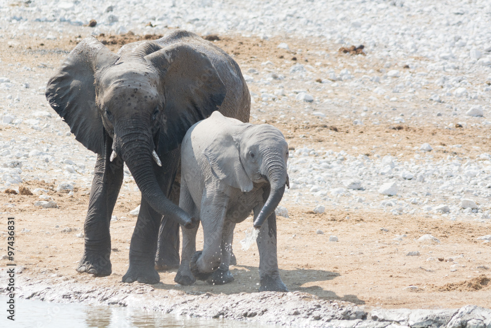 Elephant Cow and Calf at Waterhole