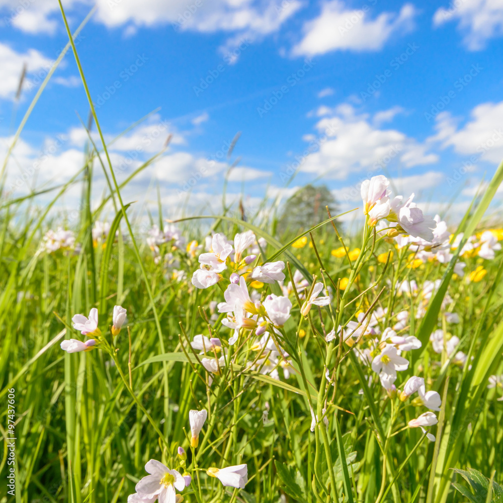 meadow