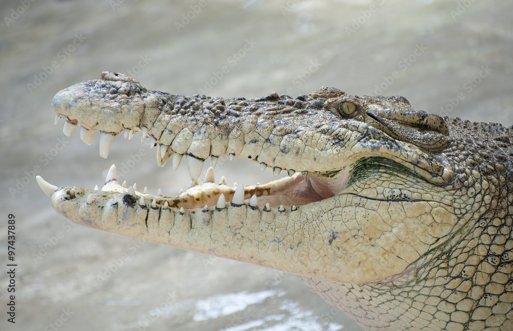 Obraz premium Portrait of a crocodile with open mouth close-up..