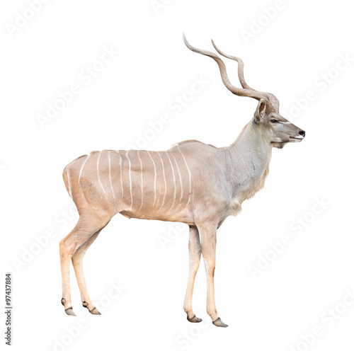 male greater kudu isolated photo