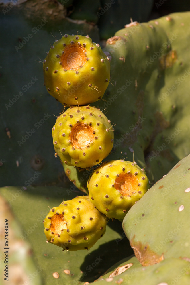 Yellow fruits of prickly pear cactus (Opuncia vulgaris) Yellow fruits of prickly pear cactus (Opuncia vulgaris)