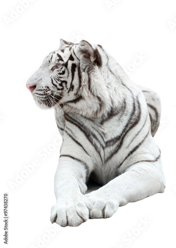 Fototapeta Naklejka Na Ścianę i Meble -  white bengal tiger isolated