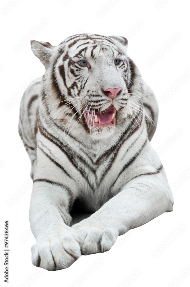 Obraz premium white bengal tiger isolated