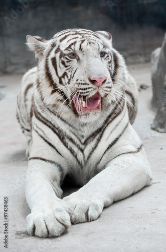Fototapeta Naklejka Na Ścianę i Meble -  white bengal tiger
