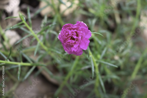 Wallpaper Mural Pusley Torontodigital.ca