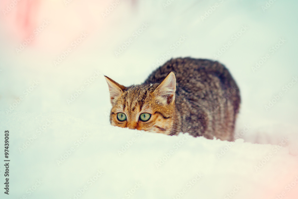 Hunter cat sneaking in the snow Hunter cat sneaking in the snow