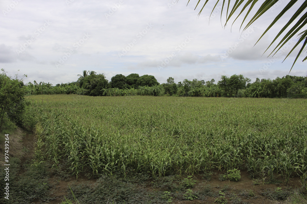 Obraz premium corn fields