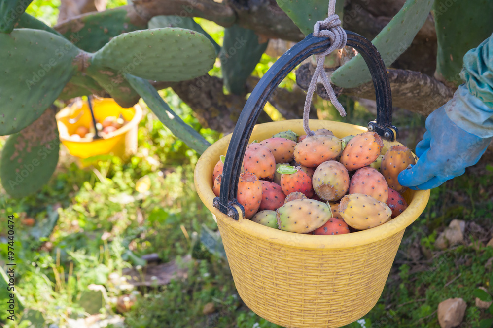 A picker fulling his pail with just picked prickly pears of the variety called bastardoni