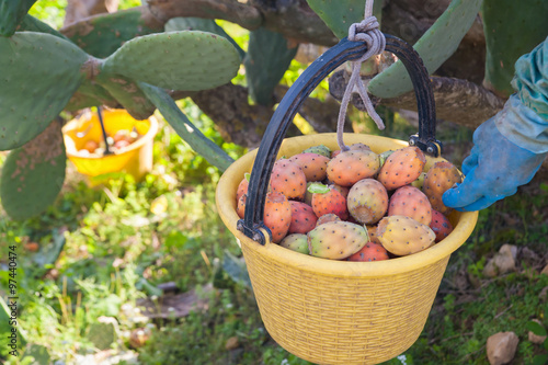 Obraz na płótnie A picker fulling his pail with just picked prickly pears of the variety called bastardoni w salonie
