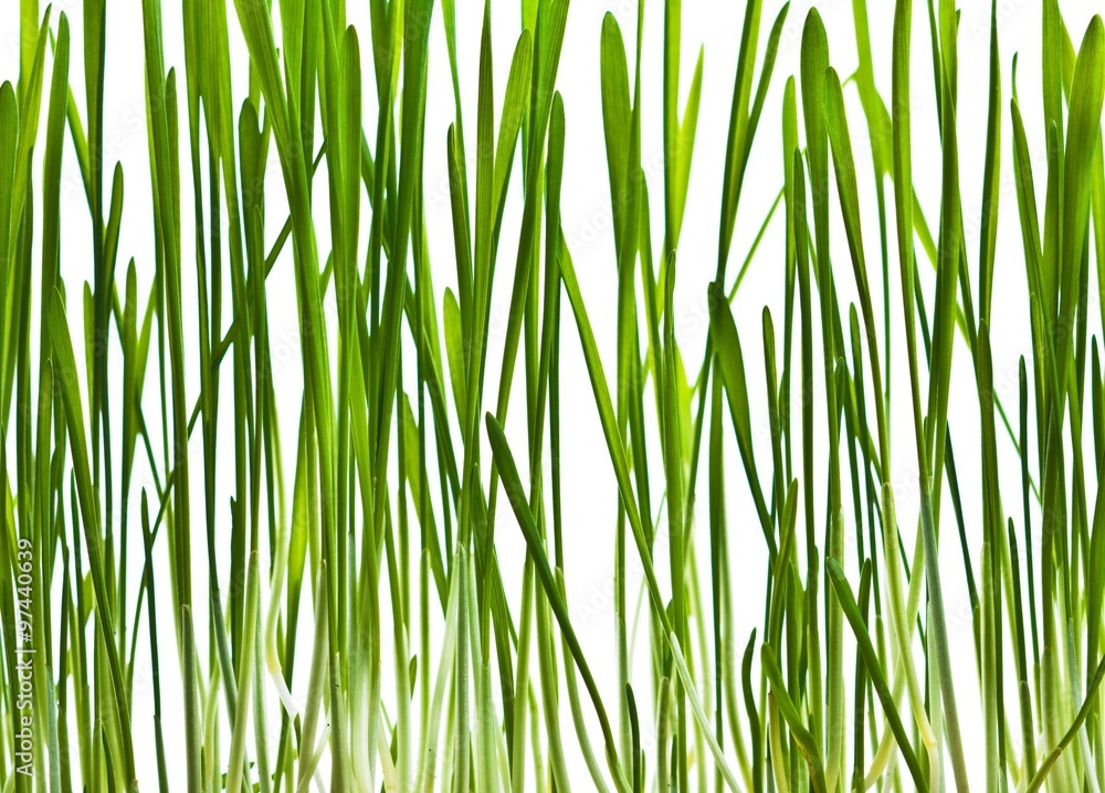 Naklejka premium Close up view of the grass background