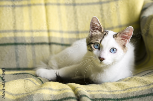 Kedi
