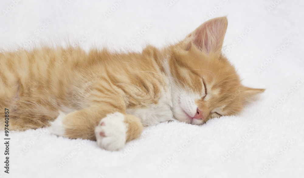 sleeping ginger kitten - obrazy, fototapety, plakaty 