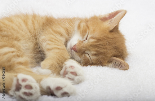 sleeping ginger kitten on a white bedspread