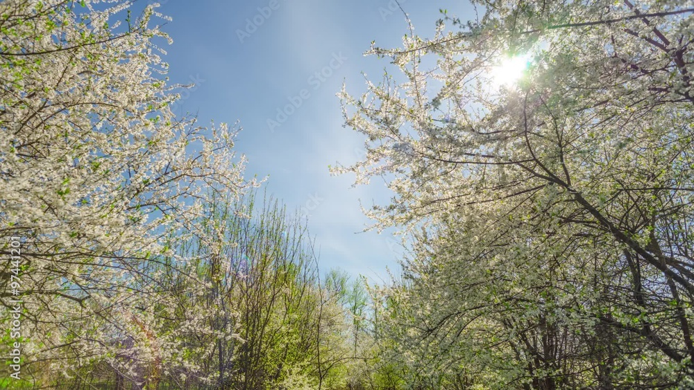 Spring garden, cherry blossoms and the sun, panoramic time-lapse Spring garden, cherry blossoms and the sun, panoramic time-lapse