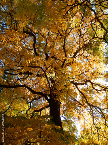golden autumnal tree