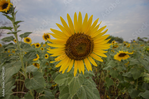 sunflower