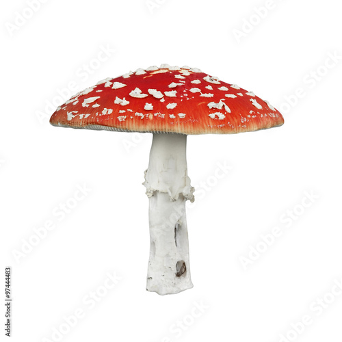 Fényképezés Red poison mushroom