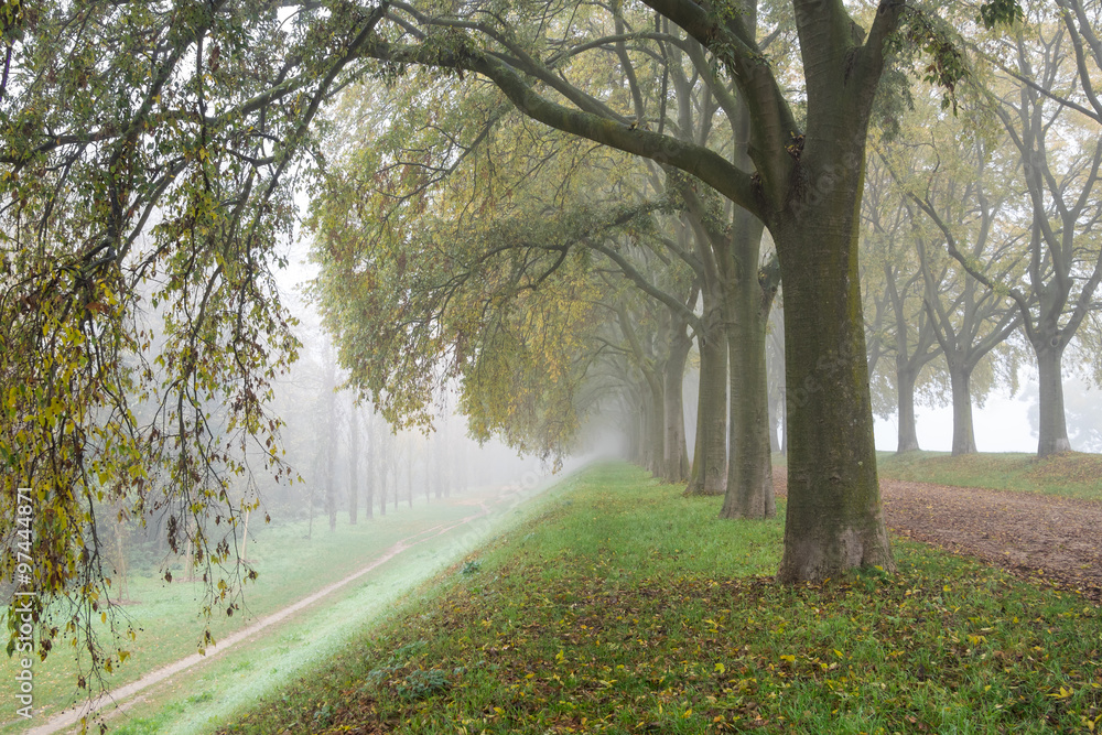 Obraz premium Row of trees with yellow and green leaves in a foggy autumn morning - Ferrara, Italy