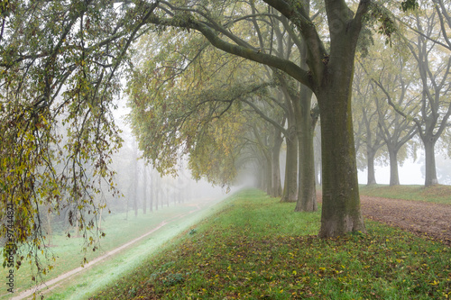 Row of trees with yellow and green leaves in a foggy autumn morning - Ferrara, Italy
