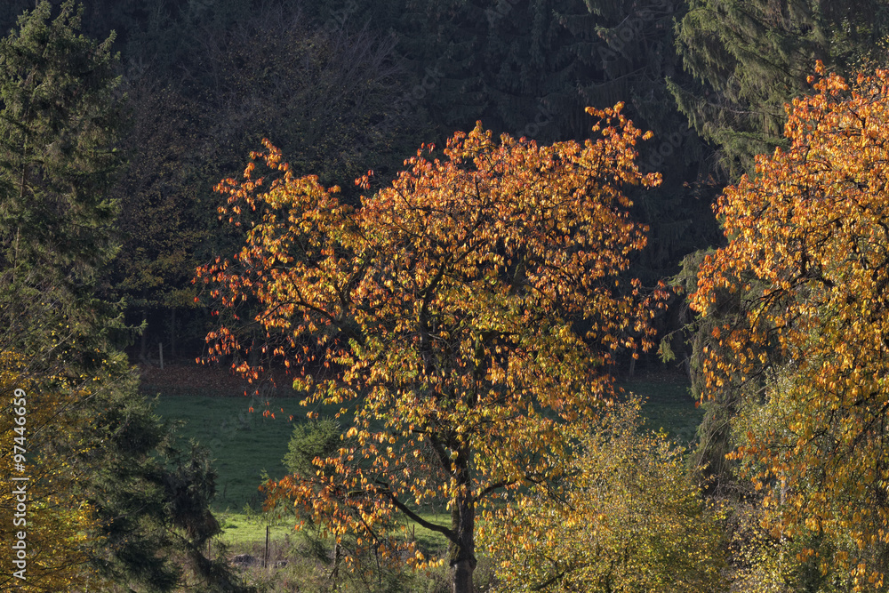 Cherry tree in October, North Rhine-Westphalia, Germany, Europe