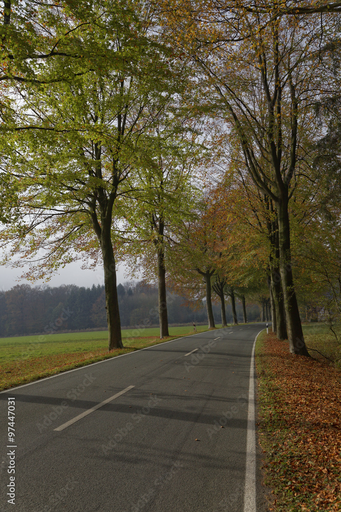 Country road with beech trees in autumn, Lower Saxony, Germany, Europe