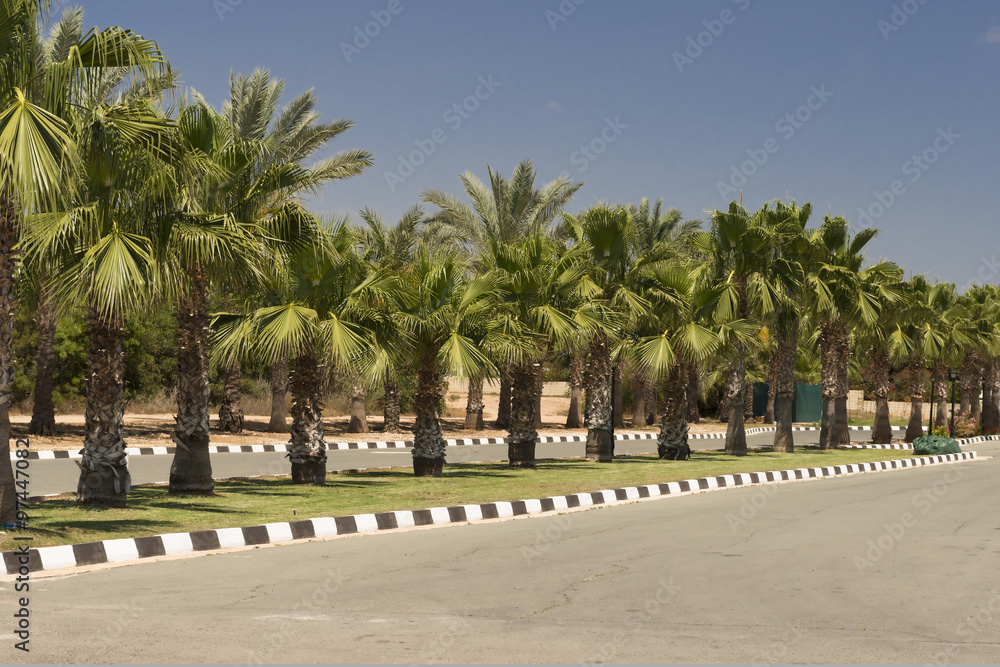 road and several palms