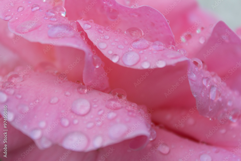 dew droplets on rose petals macro dew droplets on rose petals macro