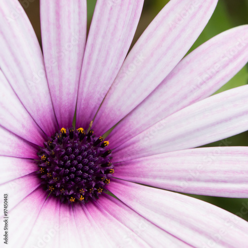 purple daisy macro - flower close up