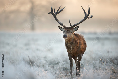 Fototapeta Red deer in winter