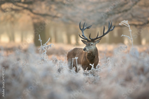 Tablou canvas Red deer in winter