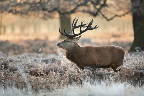 Fototapeta Red deer in winter