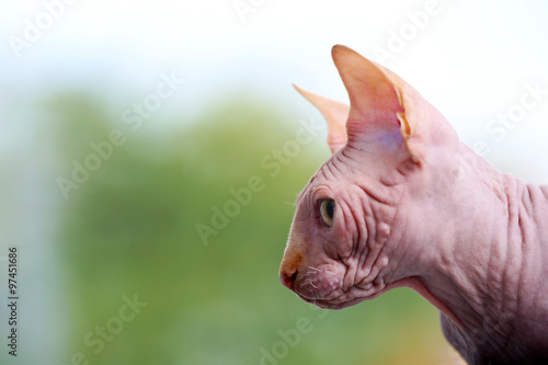 Cat sphynx on light background