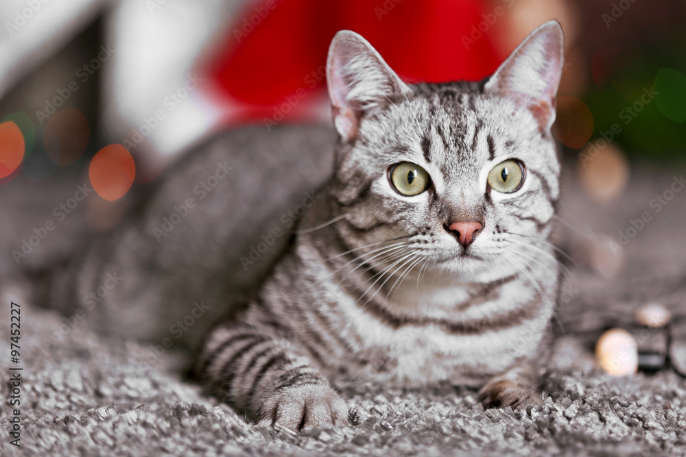 Beautiful cat near Christmas tree with decoration Beautiful cat near Christmas tree with decoration