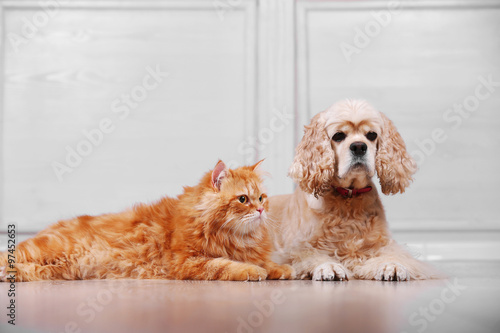 Fototapeta Naklejka Na Ścianę i Meble -  American cocker spaniel and red cat together on floor in room