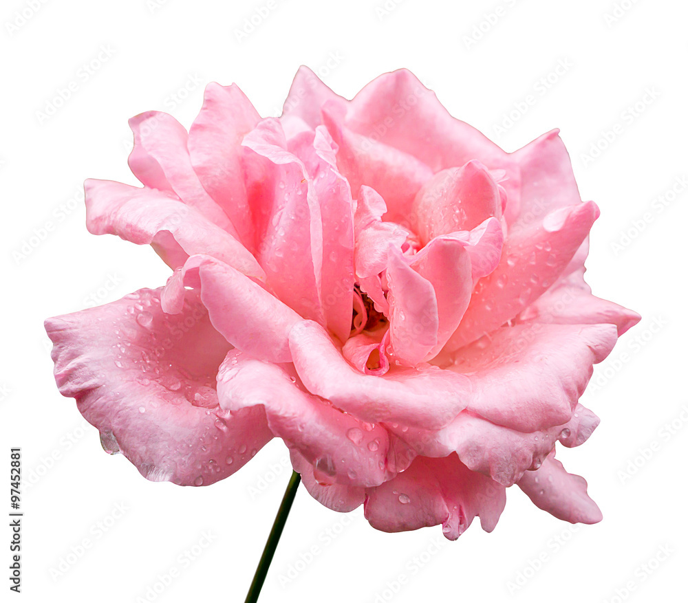 Obraz premium Natural pink rose flower isolated on white