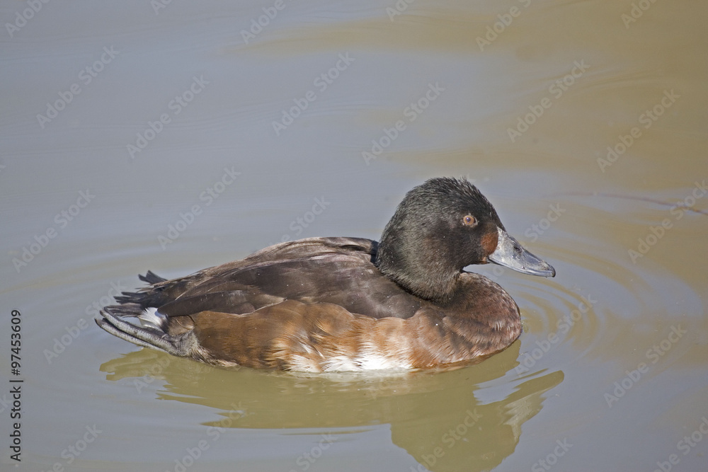 Female Baer's Pochard, Aythya baeri on the water Female Baer's Pochard, Aythya baeri on the water