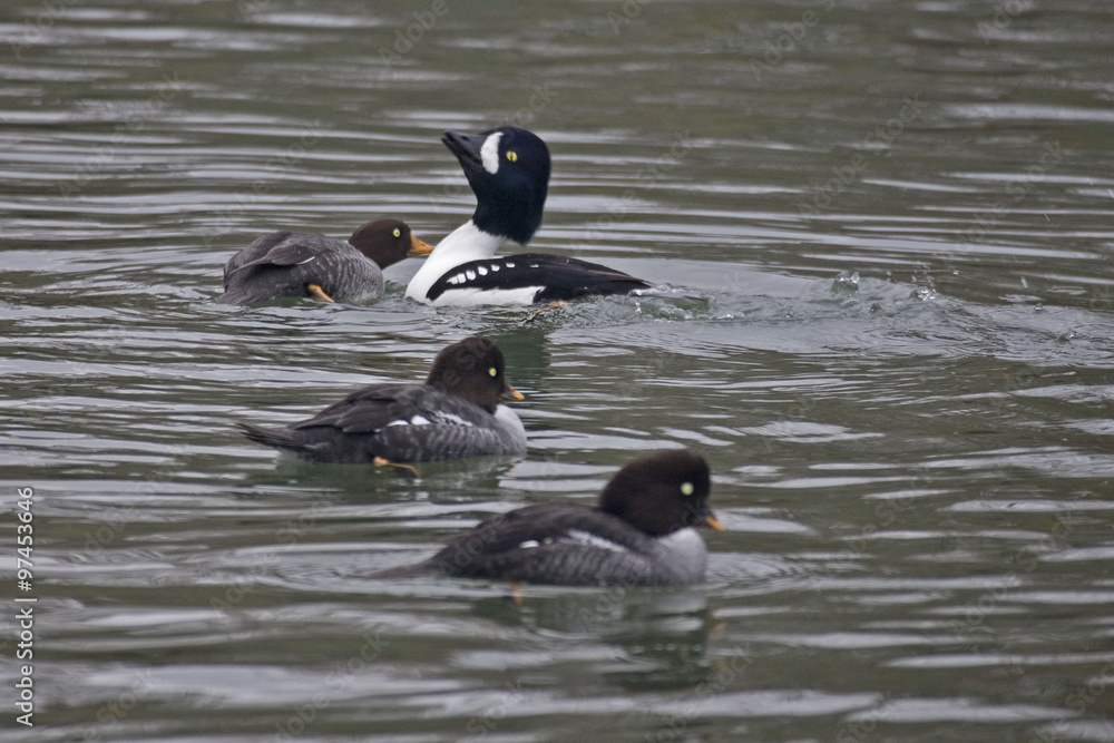 Fototapeta premium Displaying Barrow's Goldeneye, Bucephala islandica