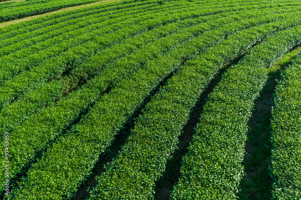 Green tea farm Green tea farm