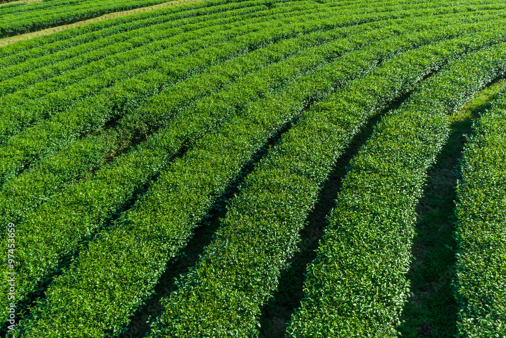 Green tea farm