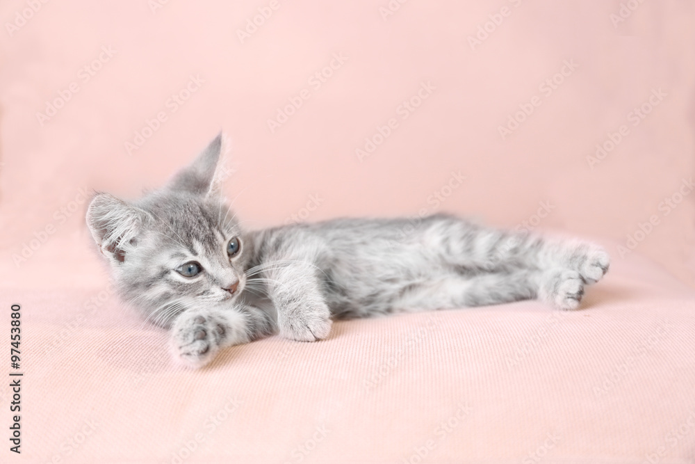 Obraz premium Cute little grey kitten lying on sofa